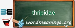 WordMeaning blackboard for thripidae